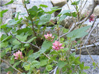 Pink blooms of an unusual shape